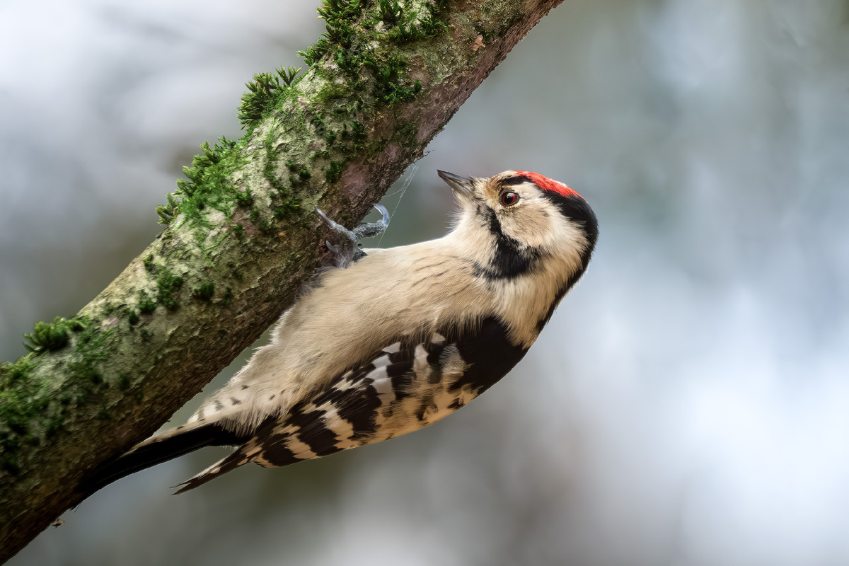 Малый пёстрый дятел