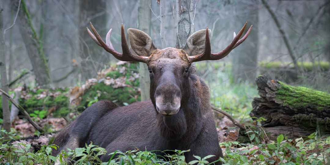 Хранитель коридоров малахитового леса. Фотографии дикой природы в ноябре - встреча с лосем.