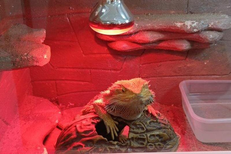    Уральское межрегиональное управление Россельхознадзора. Выставка рептилий