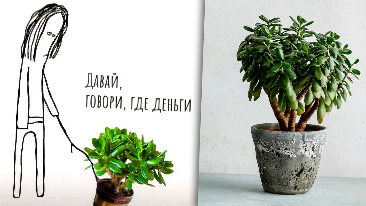 Фото с просторов интернета