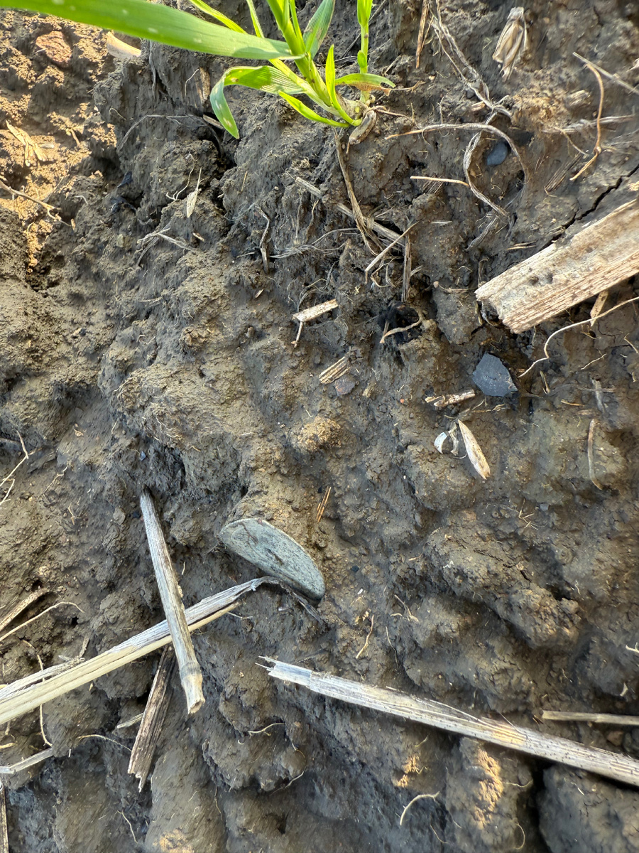 Это фото уже было в одной из публикаций. Тут второй гвоздик. 