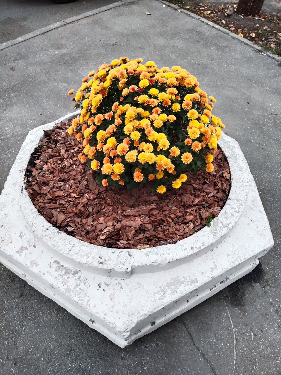 Как мульча из коры здорово выглядит!