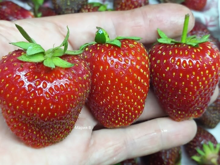 Влюбилась в этот сорт земляники с первой ягодки
