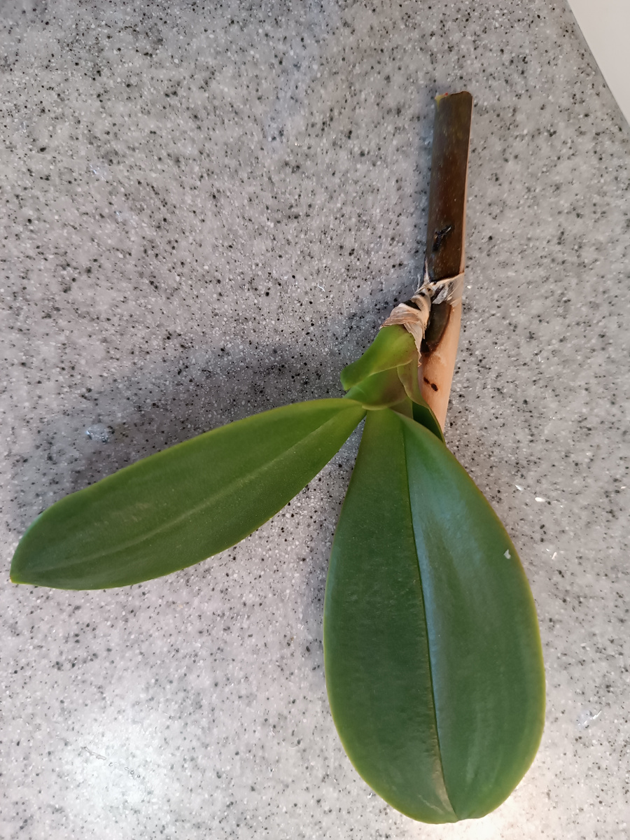 Я думала, что цветонос будет почти сухой, но ошиблась. Срез цветоноса оказался зелёный и может быть детка ещё смогла бы наростить хотя бы один корешок, но дело уже сделано😞