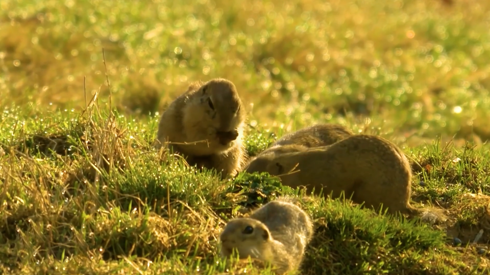 ФОТО: Кадр из программы "Невероятно интересные истории", РЕН ТВ