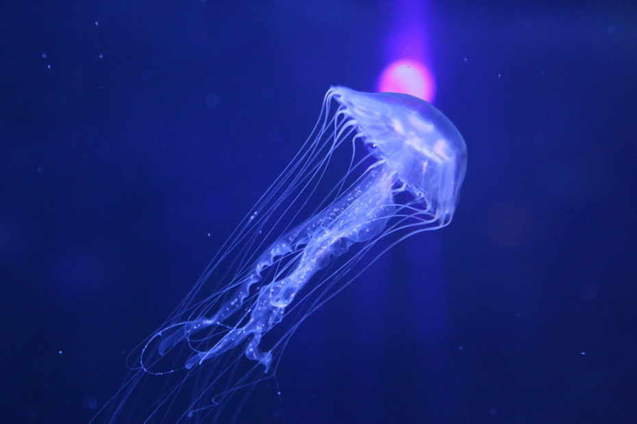    Shutterstock/FOTODOM