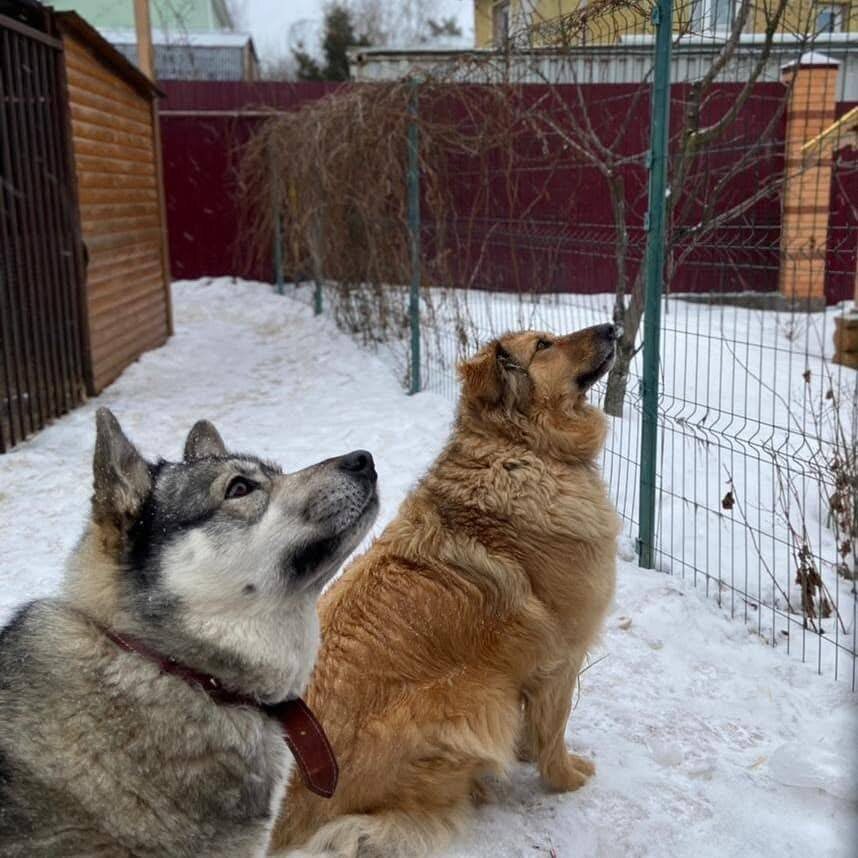 Лайма и Даша