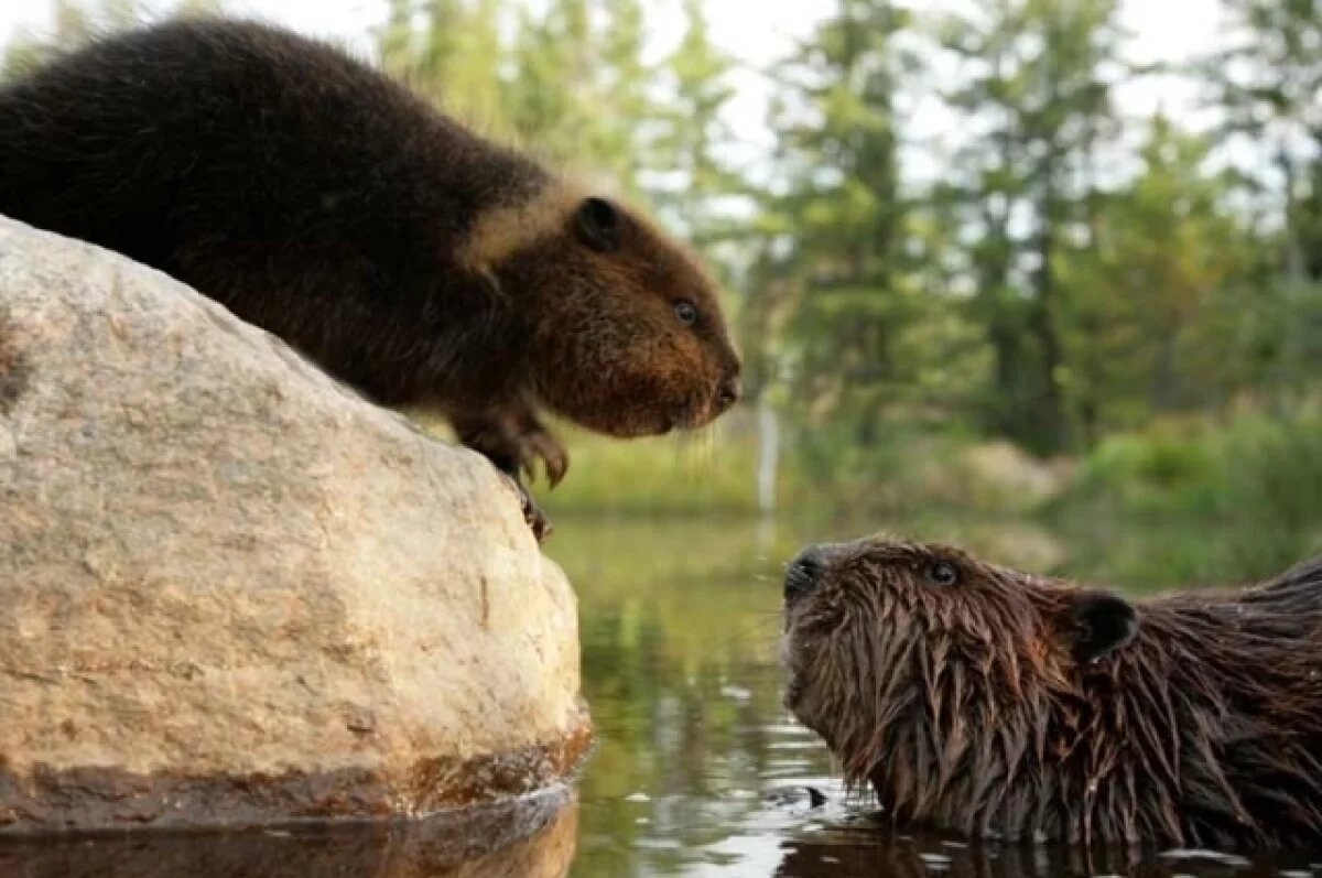   В Курской области наказали браконьеров на бобров и американских норок