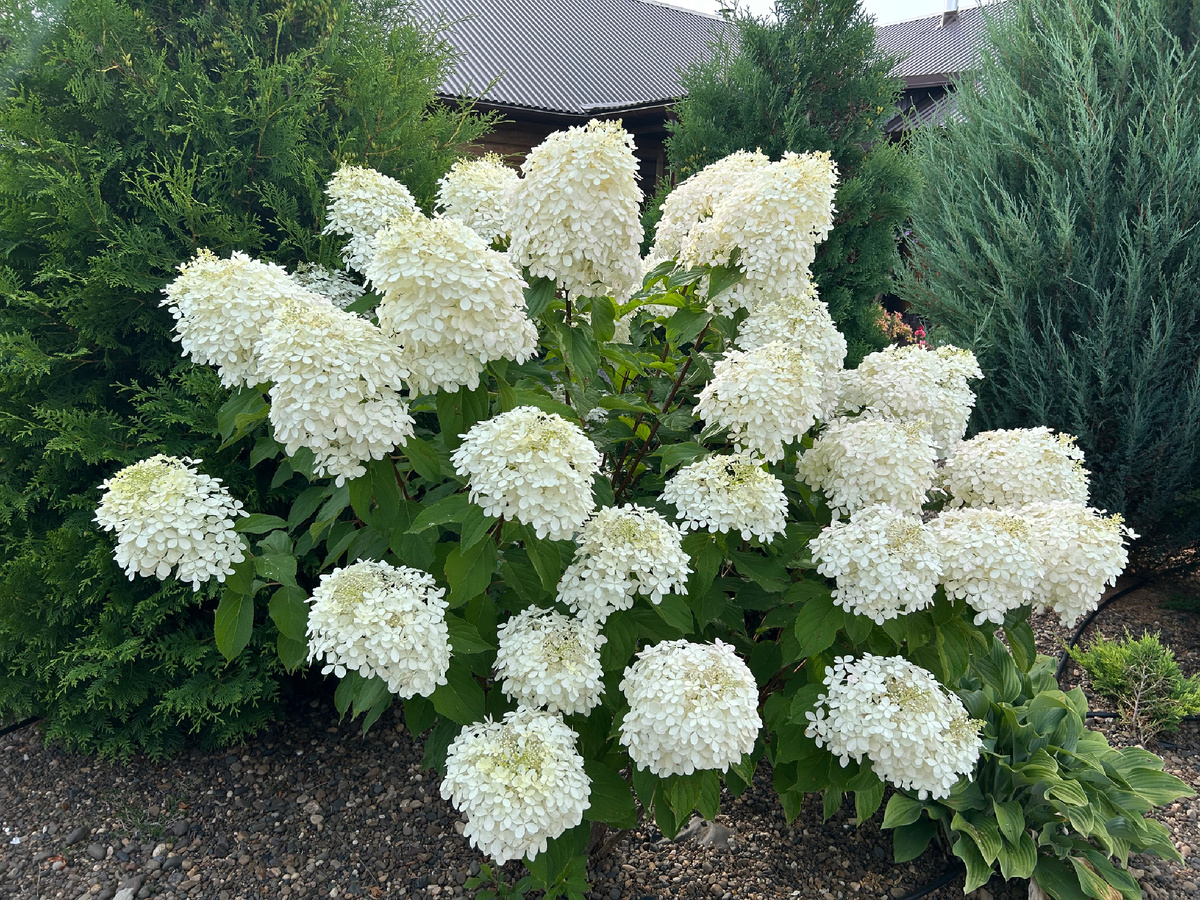 Второй Фантом с нашем саду. Фото Мой второй сад.