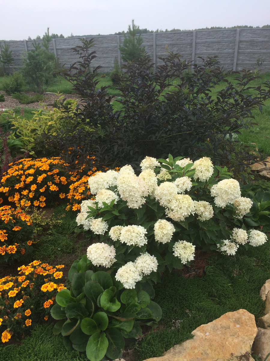 2019 год. Молодой первый кустик гортензии Фантом. Фото Мой второй сад