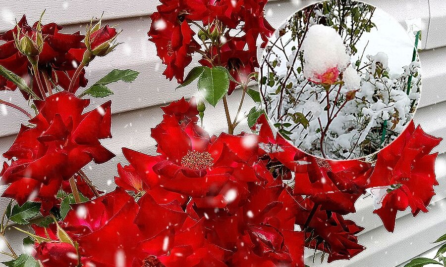 Как укрыть розы на зиму: 2 рабочих способа — от простого к надежному