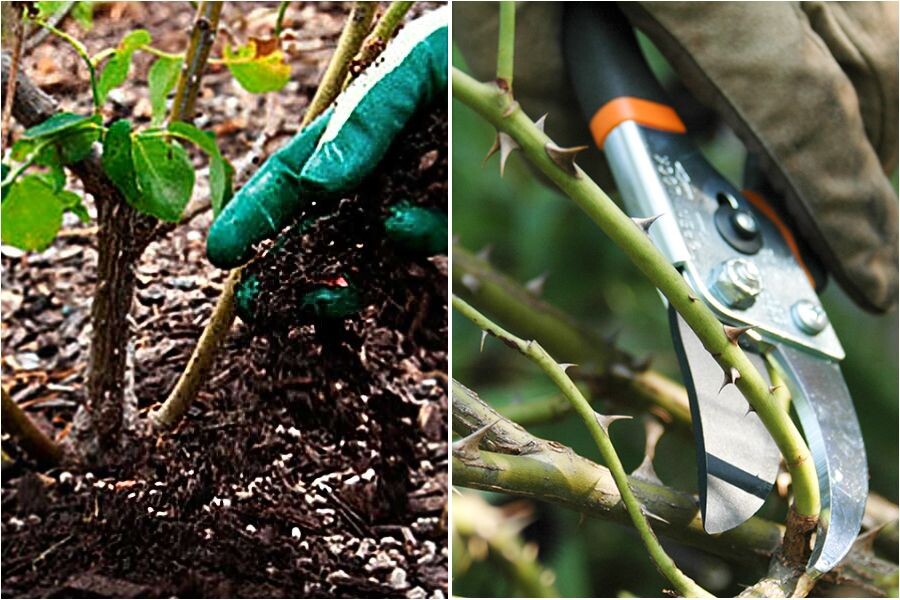 Мульчирование и обрезка розы перед подготовкой к зимовке.