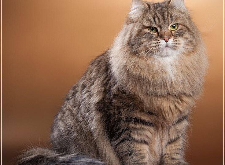 База родословных нового поколения: как Breed.Show упрощает племенную работу