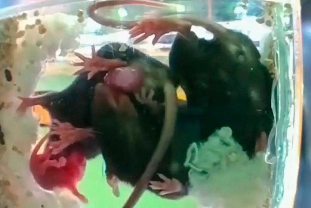    Мыши помогают беременной самке / © NYU Grossman School of Medicine, Violet J. Ivan