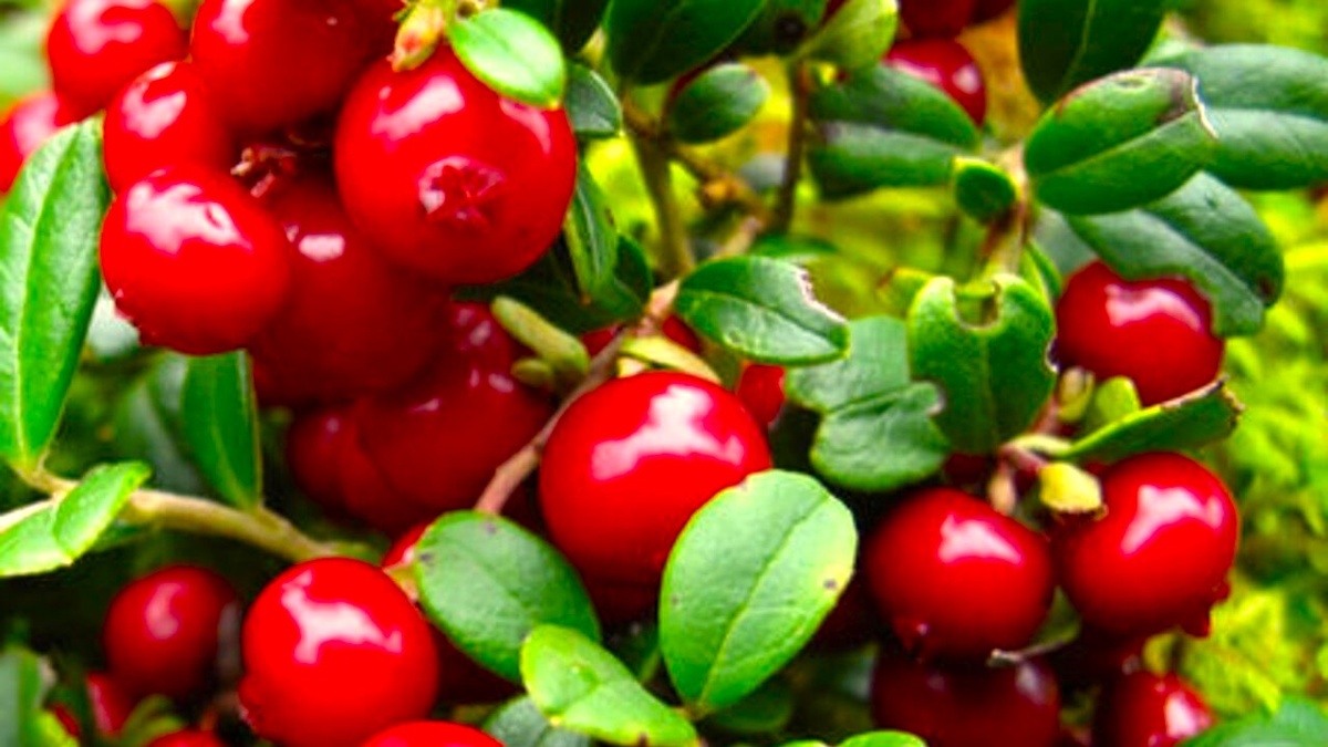 Садовая брусника