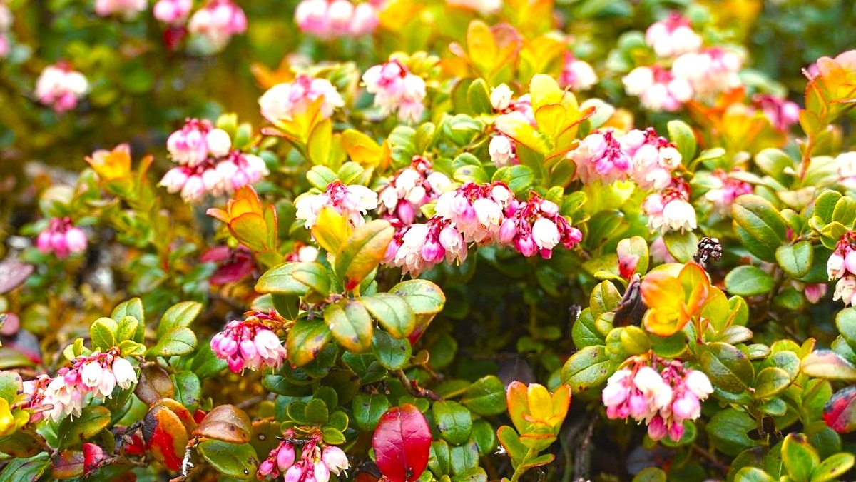 цветение брусники