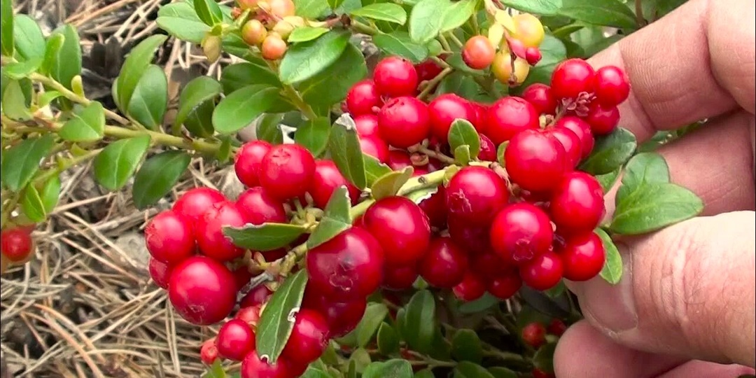 От лесной ягоды до садового ковра: всё о выращивании брусники