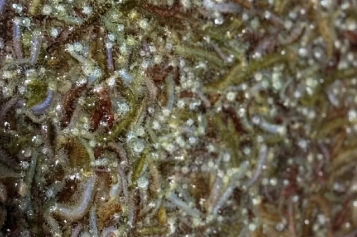    В залив Анива на Сахалине выпустили почти 750 тыс. мальков ценных моллюсков