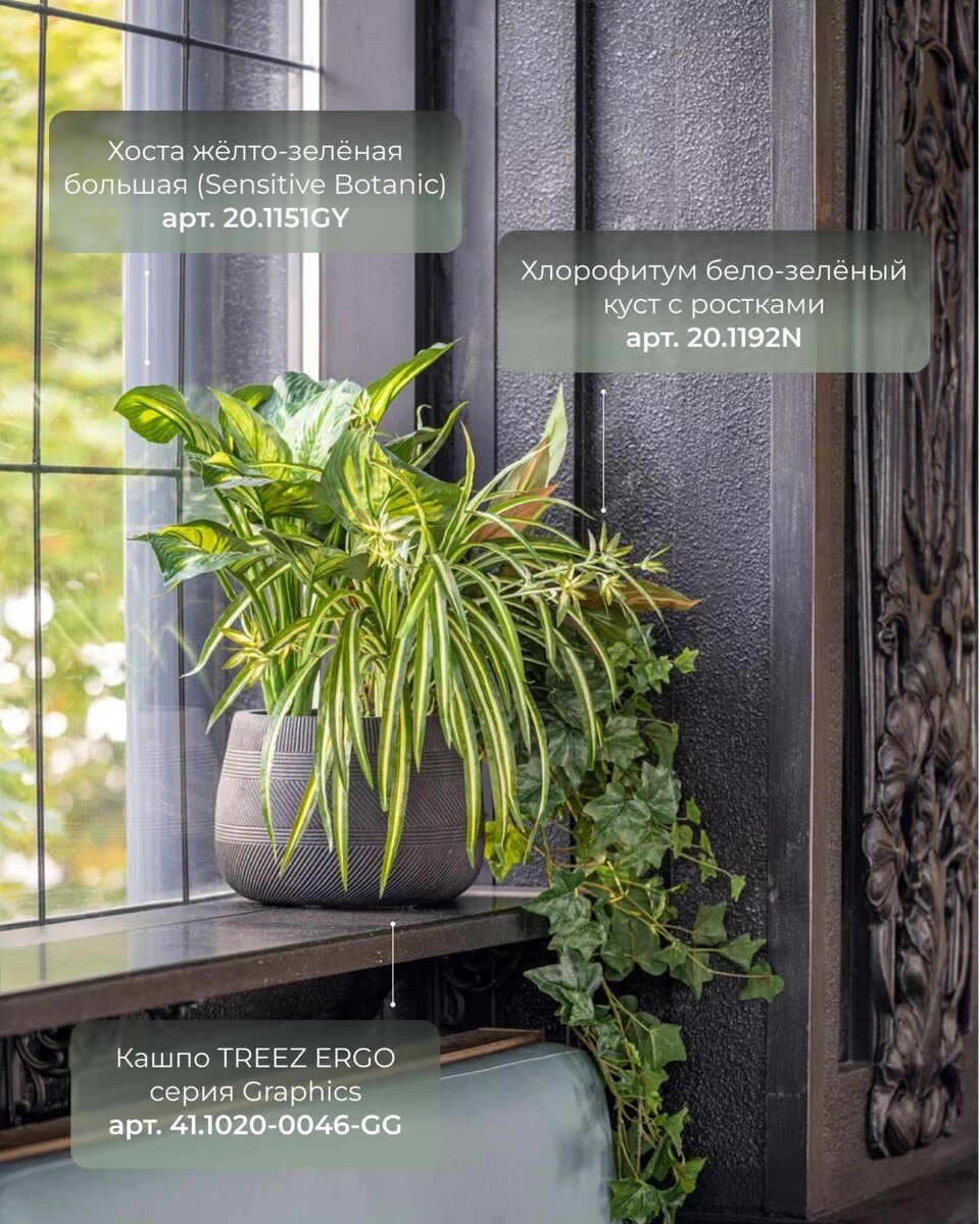 Кашпо и растения TREEZ Collection