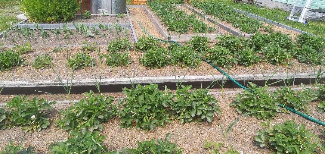 фото автора: грядочки