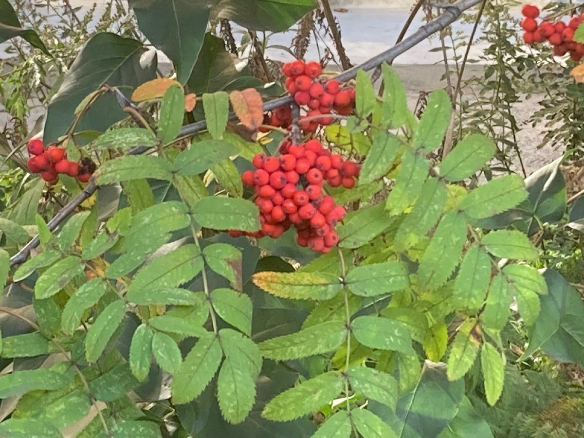 Август. Просто рябина.