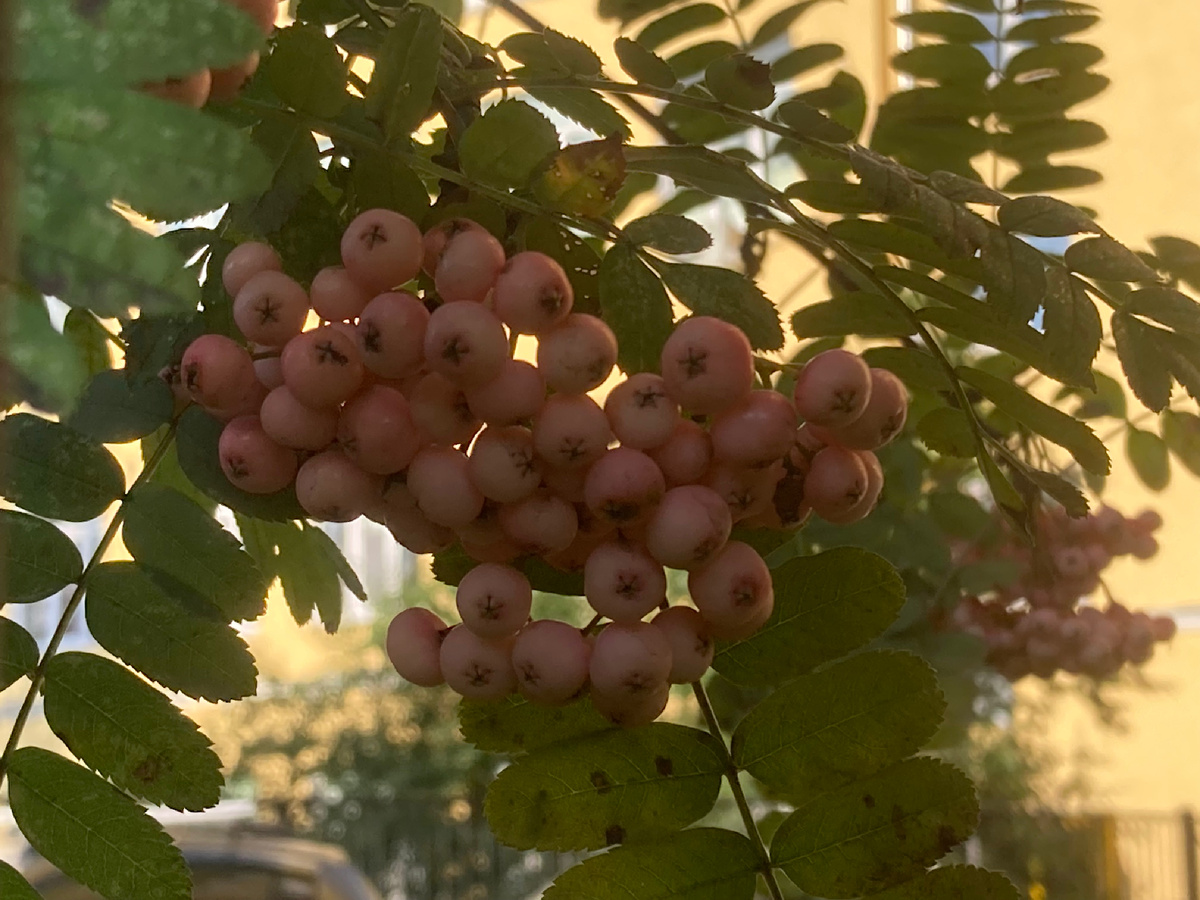 Август. Непросто рябина.