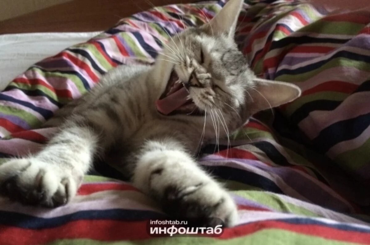    В Астрахани обнаружен случай бешенства у кота