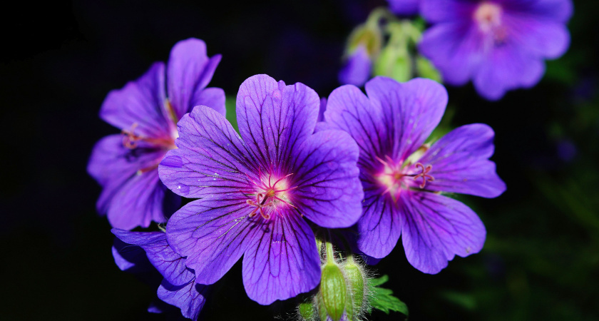    Обрезаю комнатную герань по правилу 3-5-7: спустя месяц - пышный куст без единого вытянутого стебля