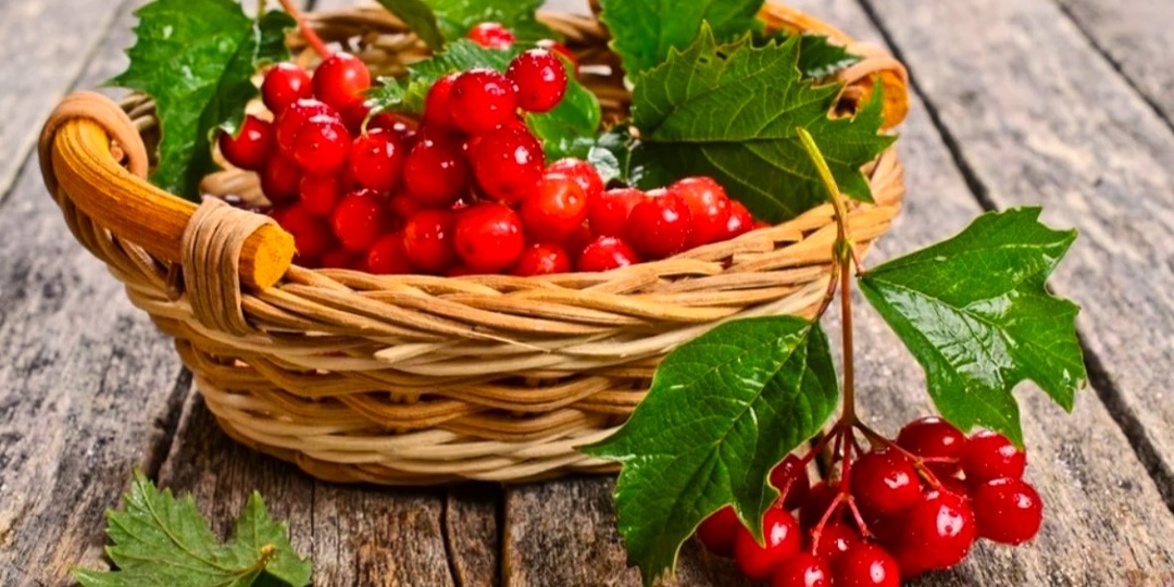 Калина, облепиха, арония: три ягоды полезнее апельсина, они спасут вас.