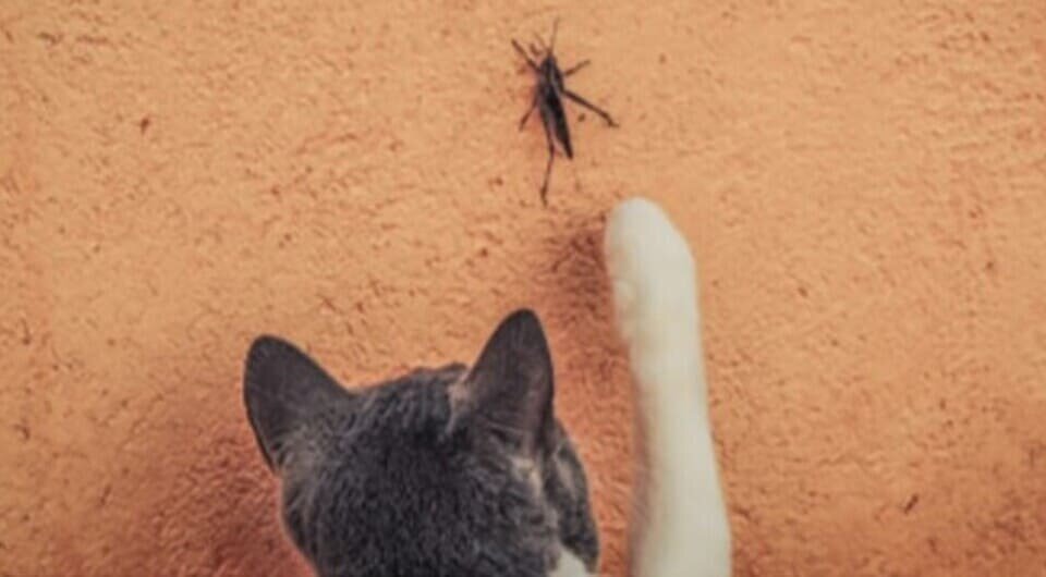   Leticia Alexandre and Raul Costa-Pereira / Insect Conservation and Diversity, 2025