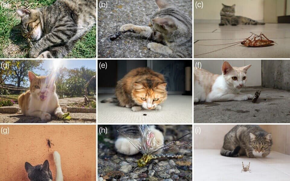   Leticia Alexandre and Raul Costa-Pereira / Insect Conservation and Diversity, 2025