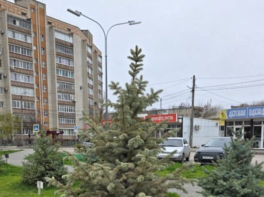    засохла именная ель Василия Голубева // фото: Telegram-канал "Белка | Белая Калитва"