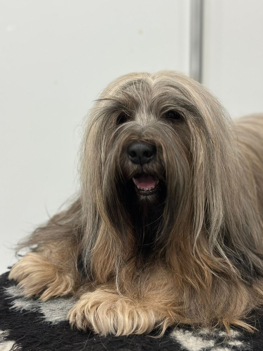 Мой пес-чемпион в ожидании следующего выхода в ринг. Фото из личного архива