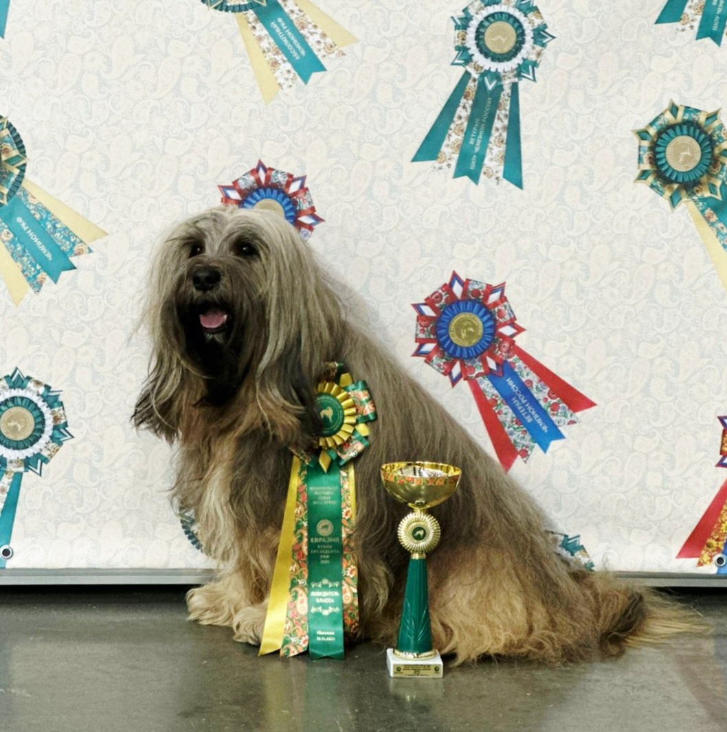 Мой тибетский терьер Меларен с заслуженными наградами. Фото из личного архива