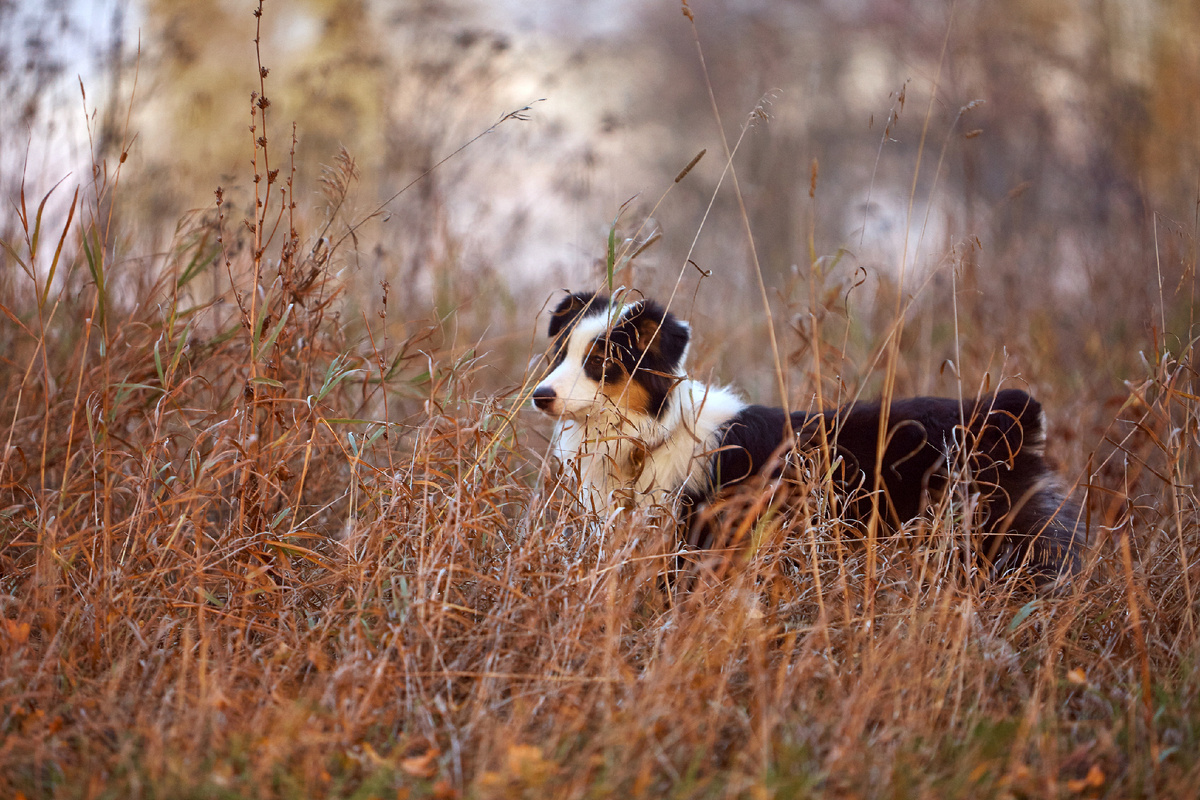 Проверяет, не затерялся ли в траве жених