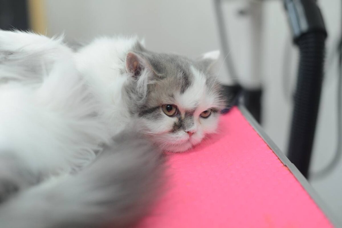 Кошка мурлычет, но что она чувствует на самом деле? Мурлыканье может быть и знаком удовольствия, и сигналом стресса.