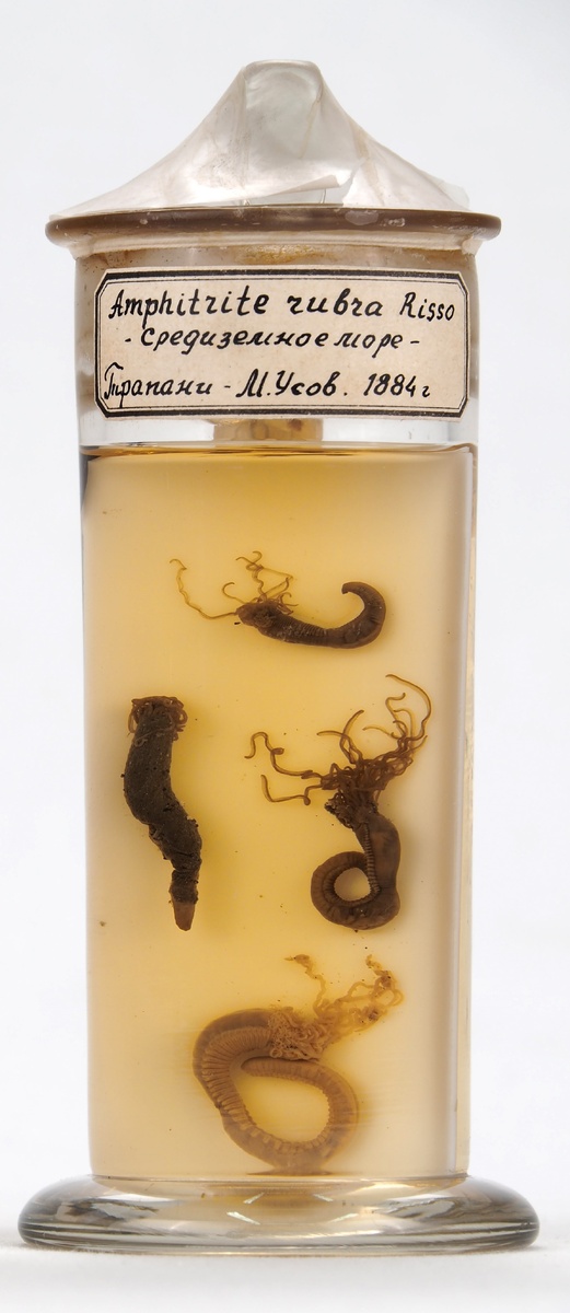 Из коллекции Зоомузея КФУ