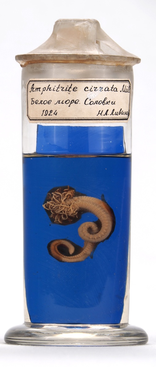 Из коллекции Зоомузея КФУ