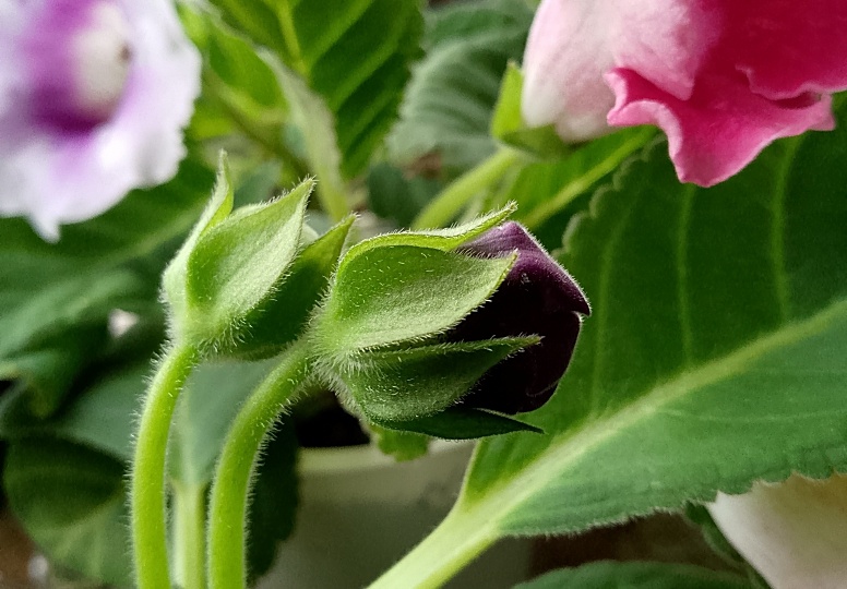 В каких условиях растут ГЛОКСИНИИ без заморочек