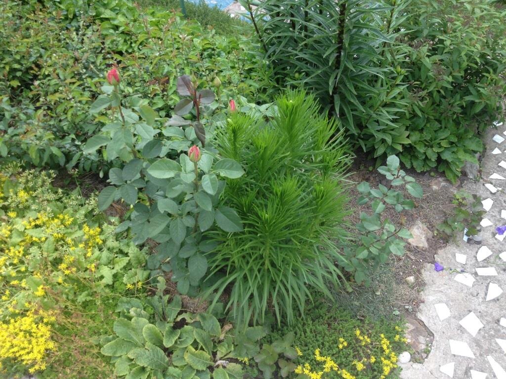 Лиатрис присоседился к кусту розы... Одно место на двоих