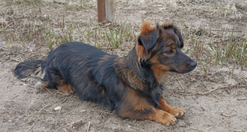    В Воронеже на девочку напала злая бродячая собака