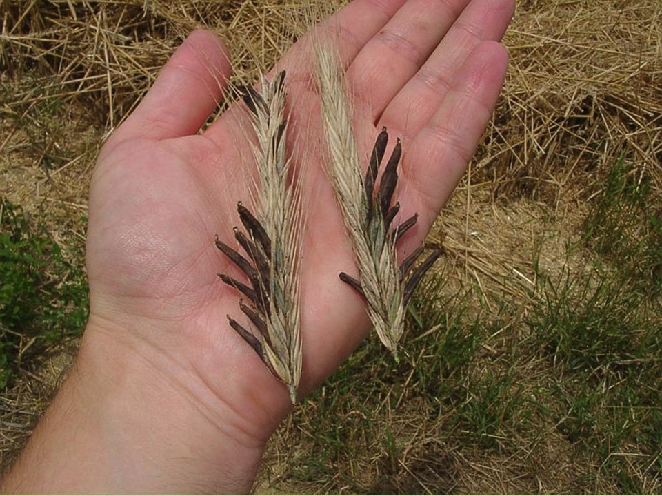 Колосья, поражённые спорыньёй, фото из сети.