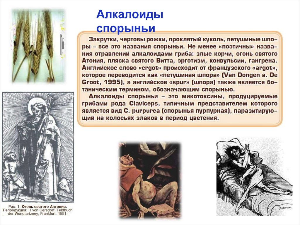 Последствия от алкалоидов спорыньи, изображение из сети.