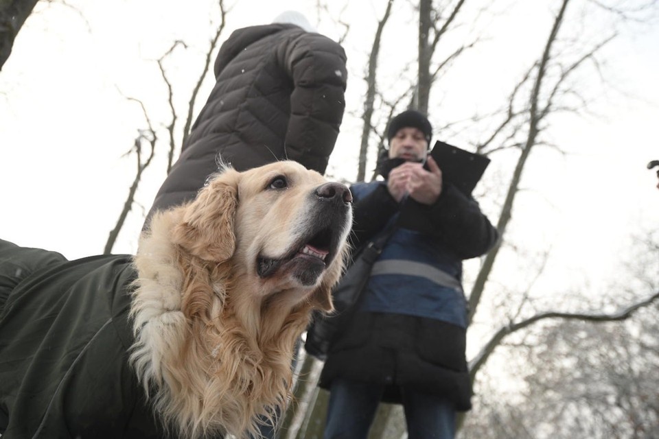    Хвосты не двигать, работает собачий патруль Смольного. Алексей БУЛАТОВ