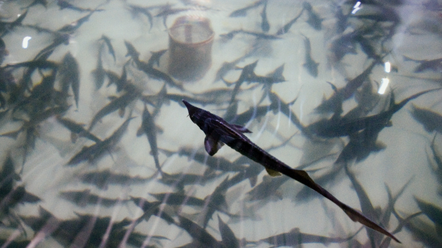    Фото: © РИА Новости/Сергей Мальгавко; 5-tv.ru