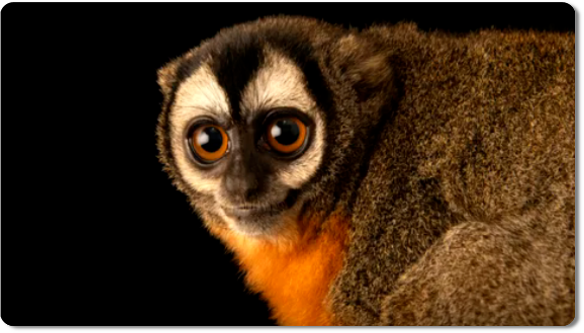 уникальные приматы, адаптированные к жизни в темноте