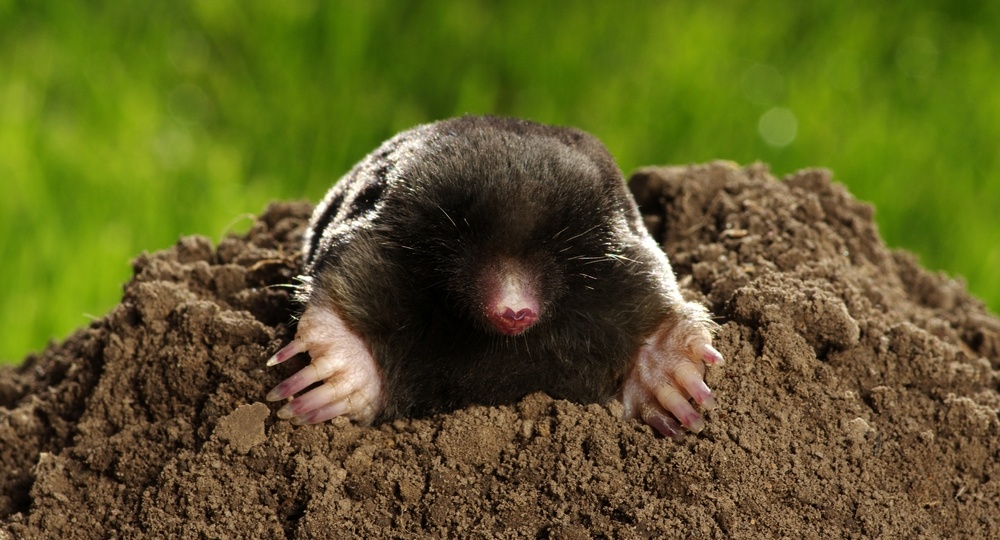 Лучшие способы борьбы с кротами на дачном участке