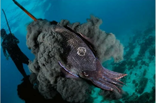 Каракатица чернильная. Или типа того