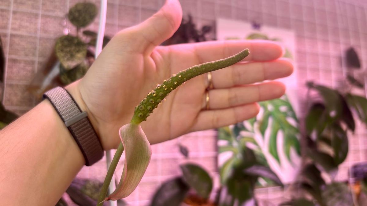 цветонос Кларинервиума в мужской фазе, с заметной пыльцой