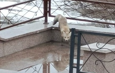 Фото: группа "ВКонтакте" "Инцидент Курган| ЧП| ДТП"